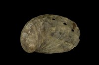 藏品(瘤鮑螺)的圖片